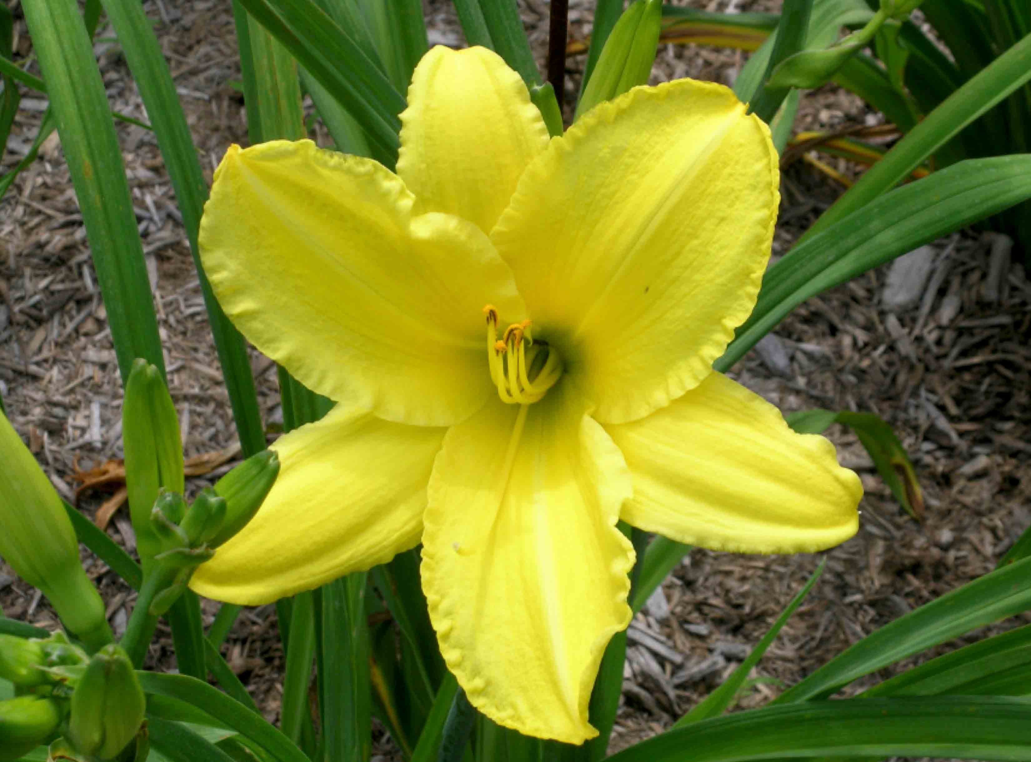 Al Goldner daylily