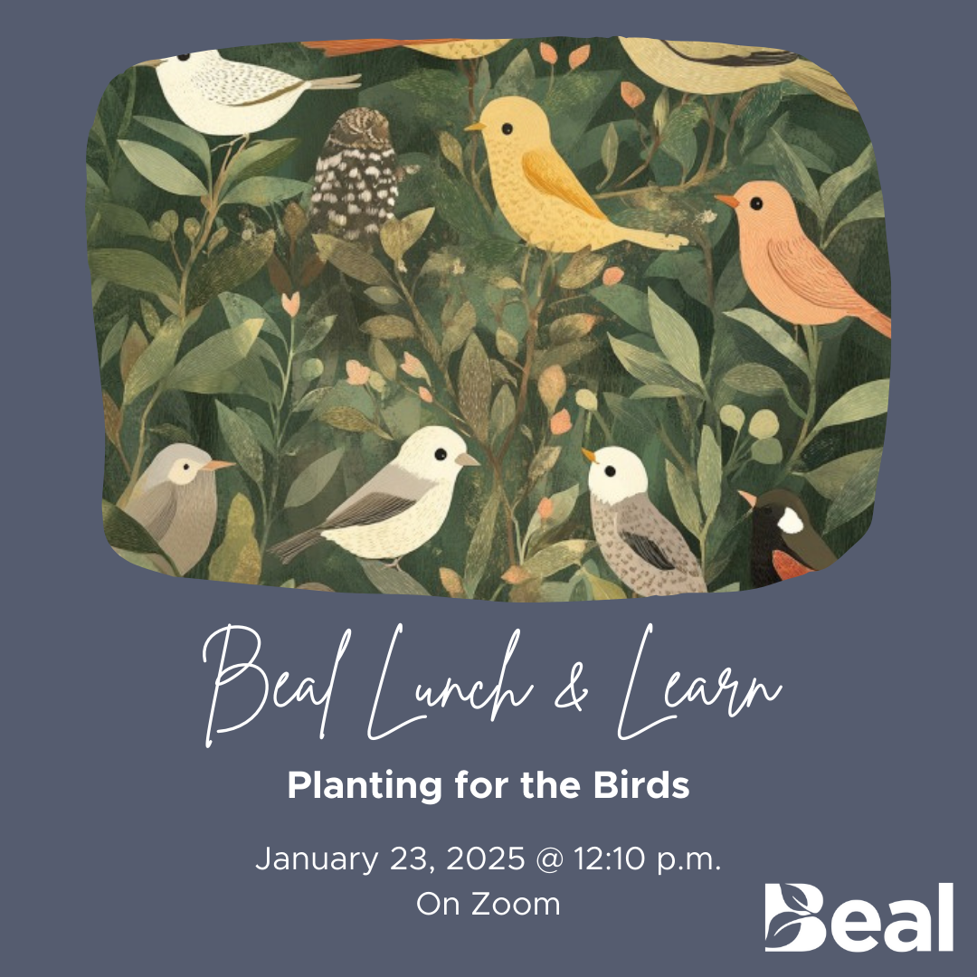 illustration of birds on green background, text reads "Beal lunch and learn: planting for the birds, January 23, 2025 at 12:10pm on zoom"