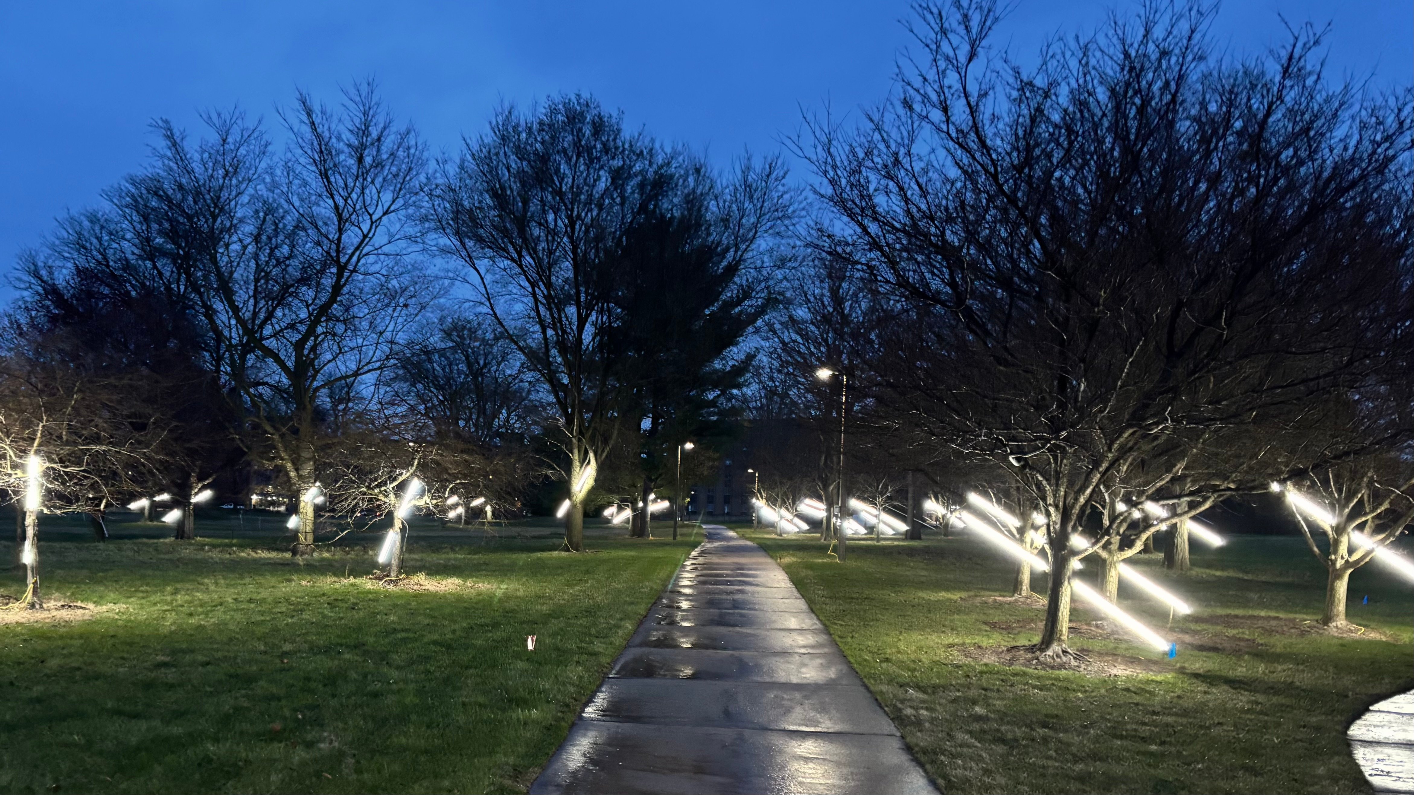 photo of trees at night being pierced by a rod of light