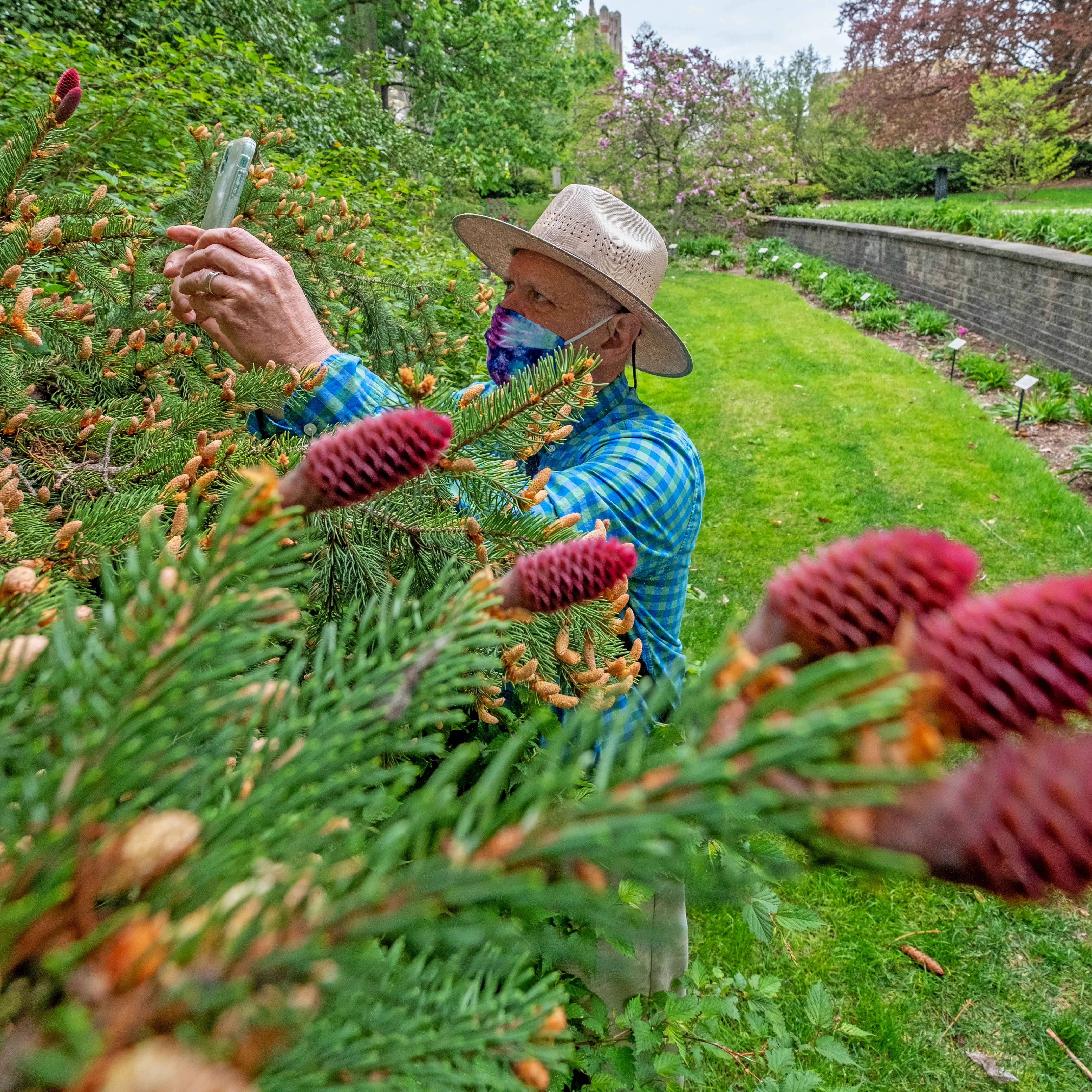 Dr. Carrington examines a Norway spruce