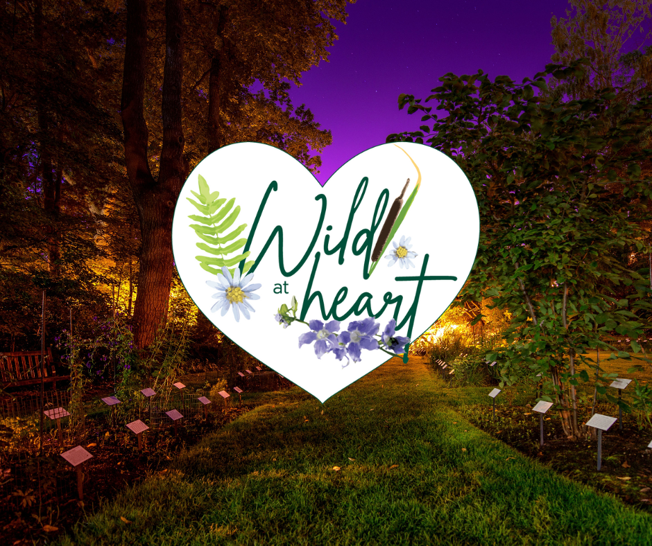 a garden at night overlayed with a heart graphic stating 'Wild at Heart'