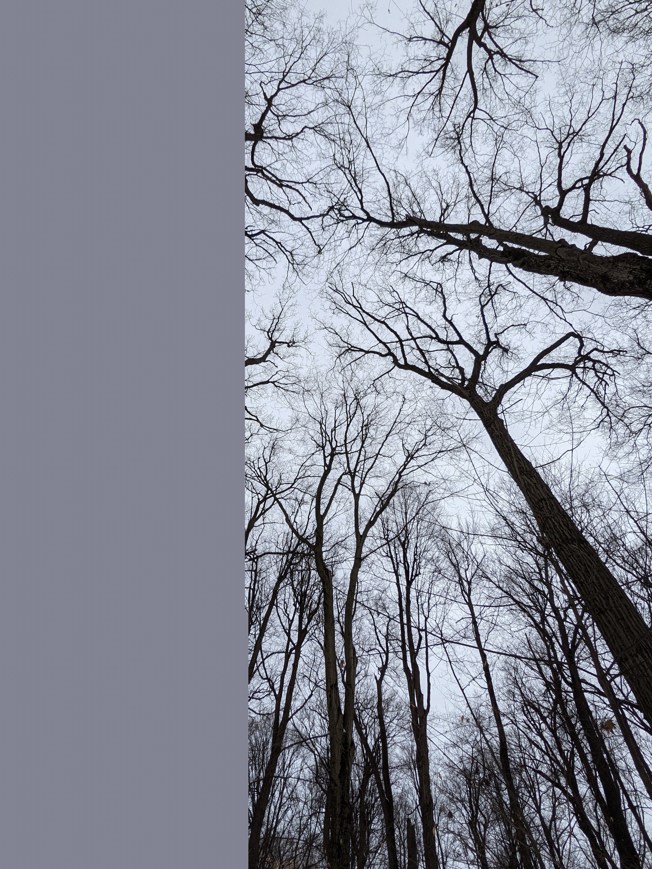 Tree canopy, winter