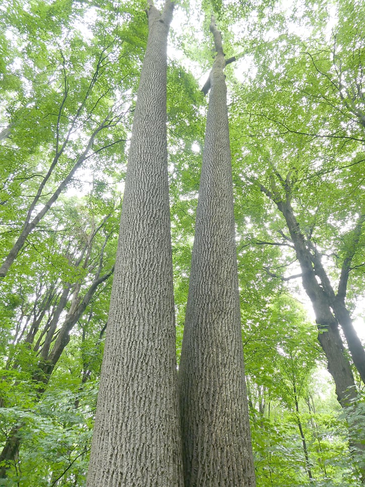Liriodendron tulipifera, Tulip tree, showing twin trunks