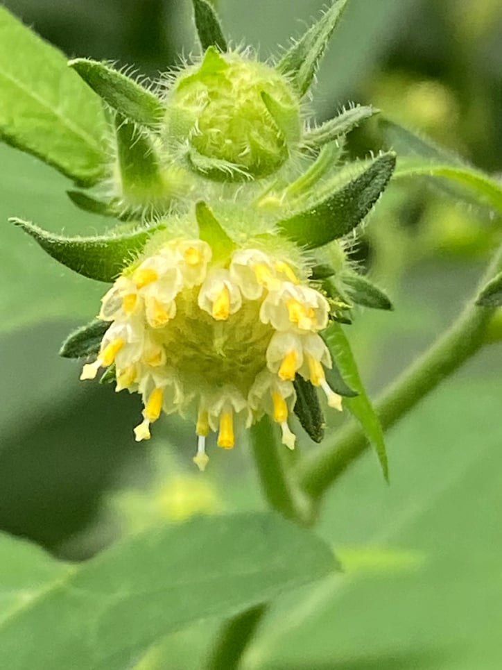 Polymnia canadensis, Leafcup