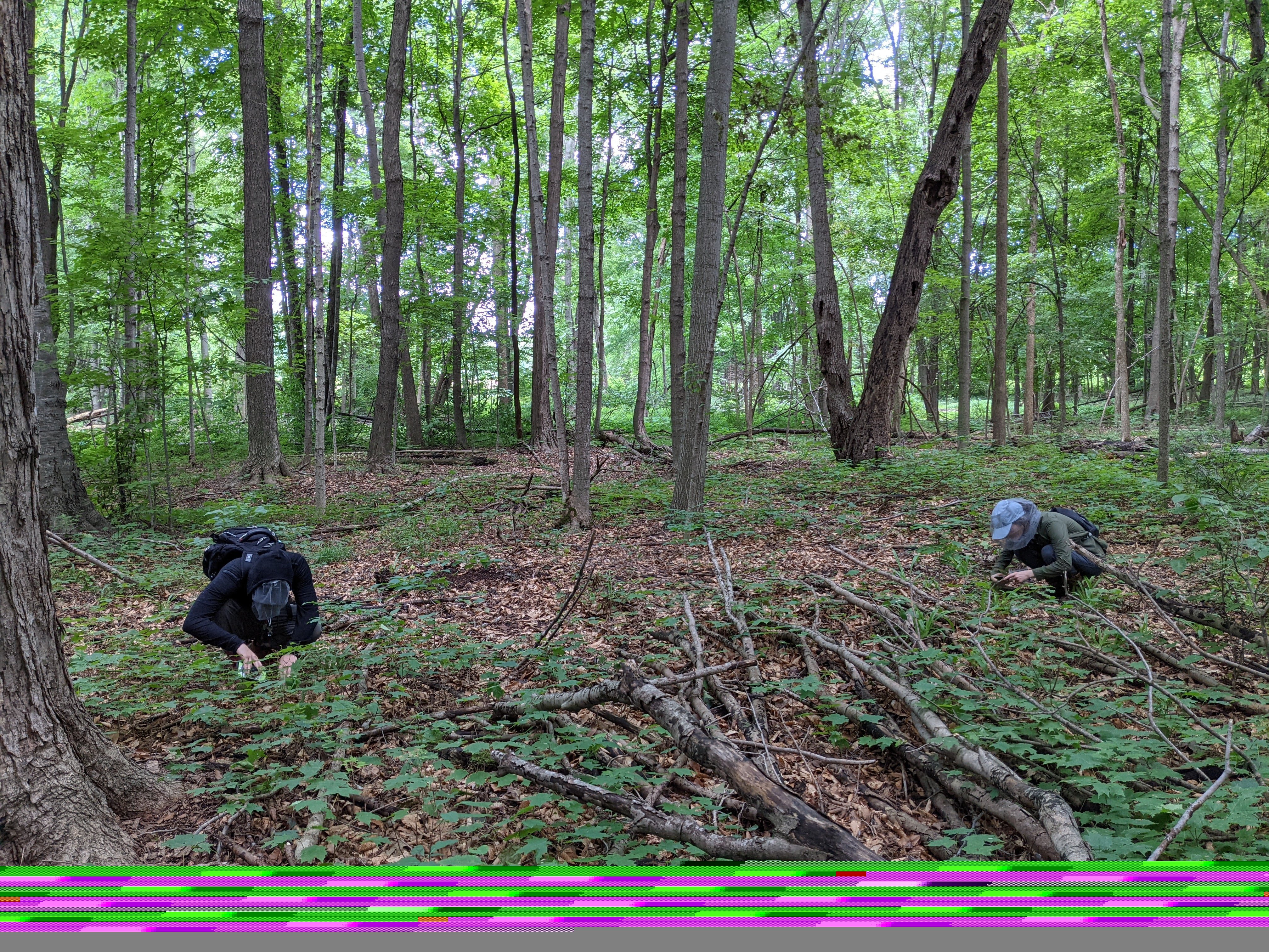 Lott North Woodlot, collecting trip