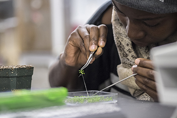 A student holds tweezers as they investigate plants in a clear tray.