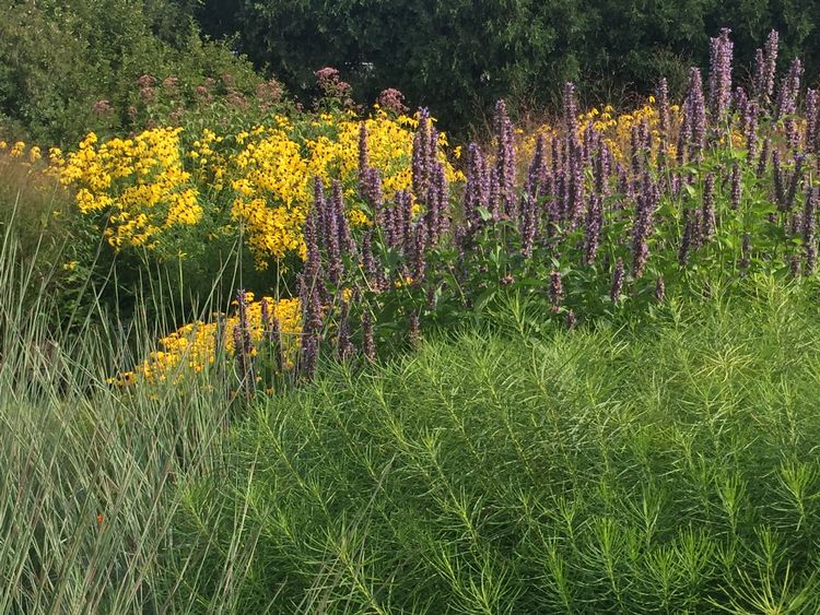 Dense purple and yellow flowers