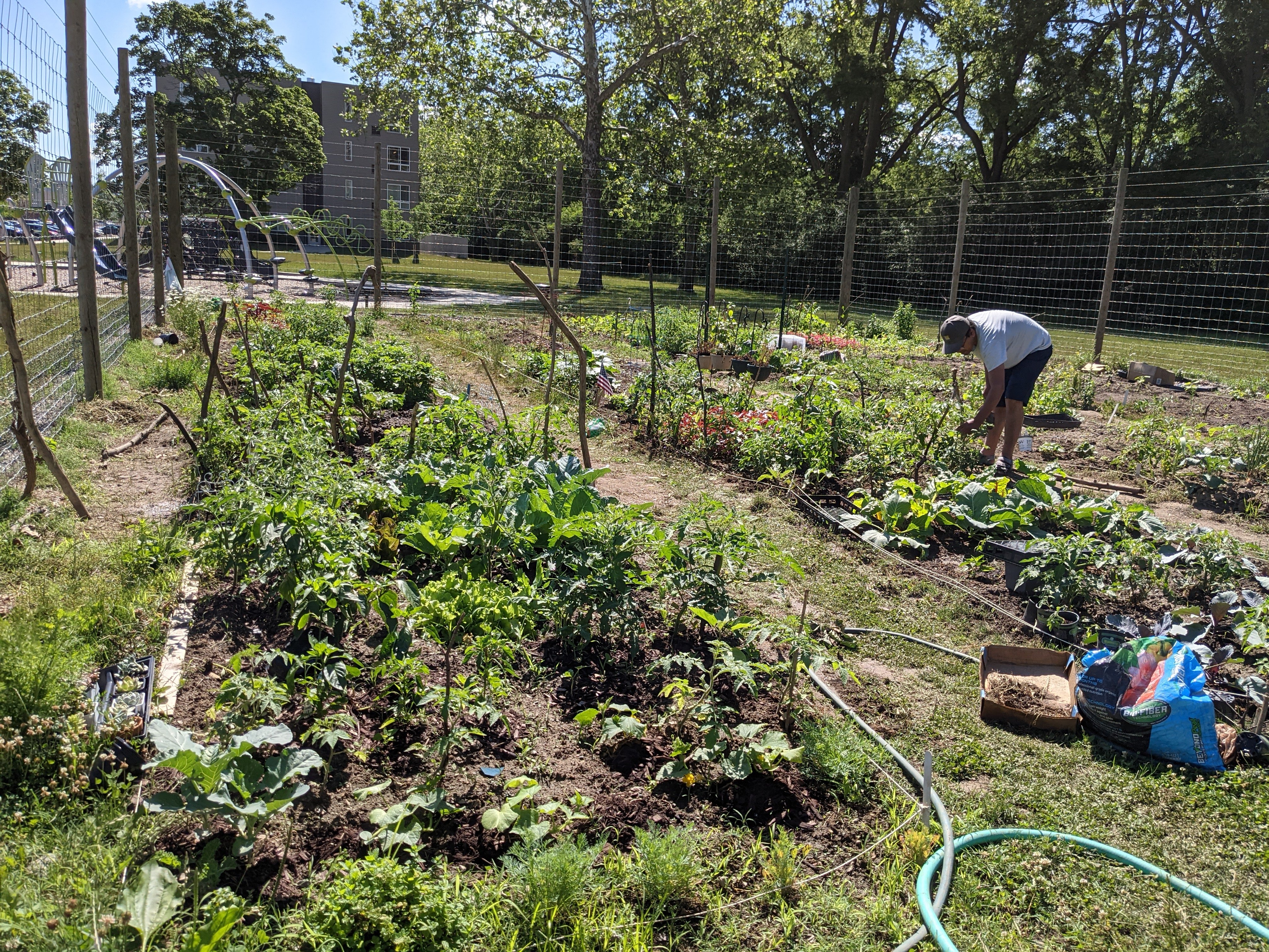 Person tending vegetable garden on a sunny day