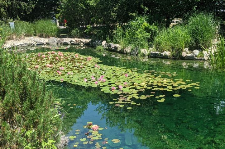 small pond covered in lily pads