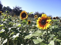 a field of sunflowers