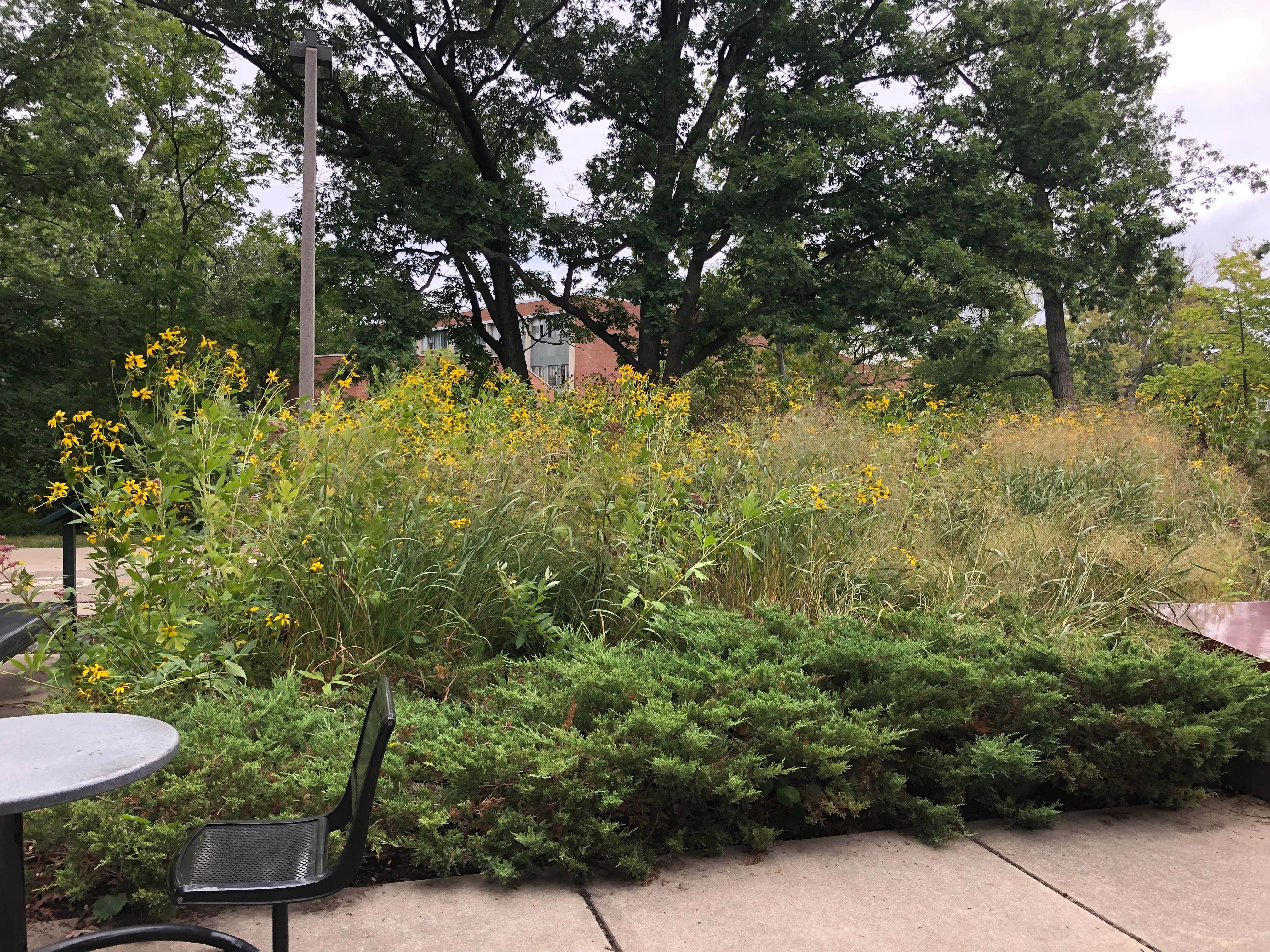 Greenery next to sidewalk and sitting area