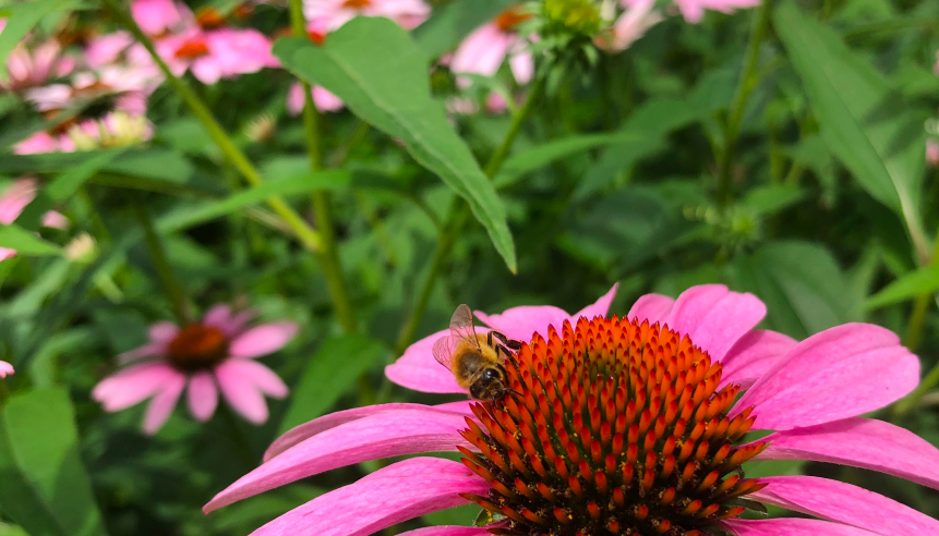 gardens