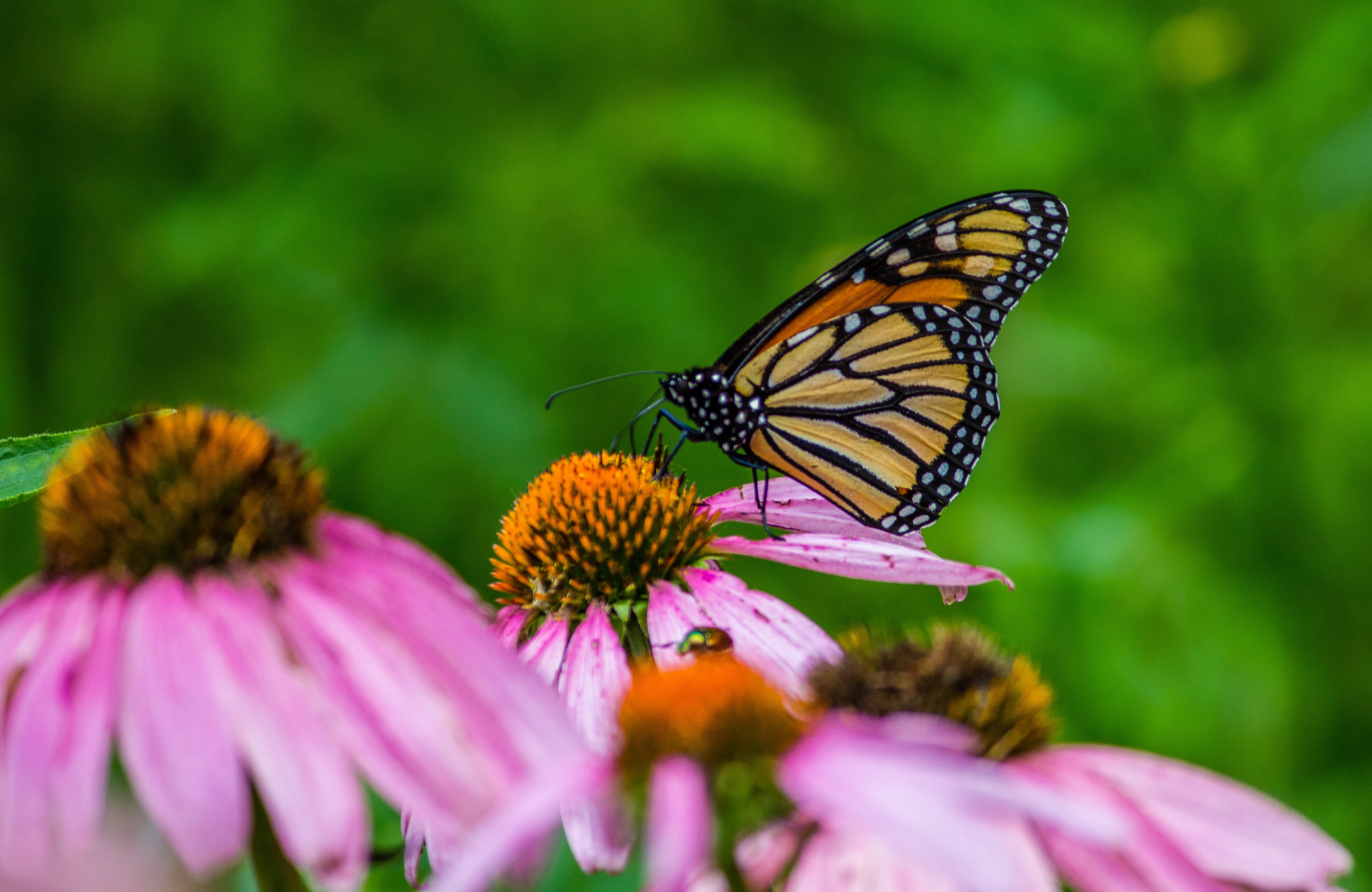 Monarch butterfly on pink flower