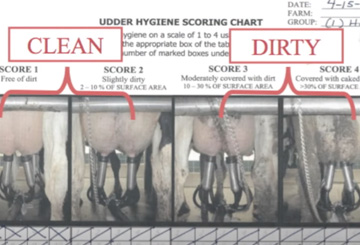 Clean and dirty cow examples