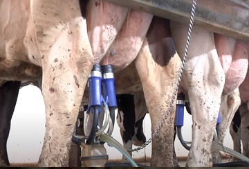 Cows ready for milking