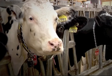 Cows in barn