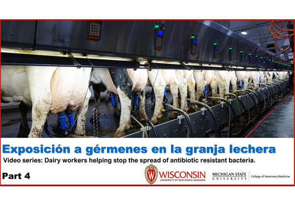 Exposición a gérmenes en la lechería