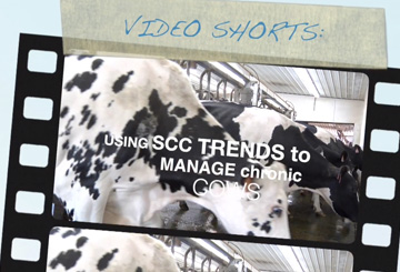 Using SCC Trends to Manage Chronic Cows