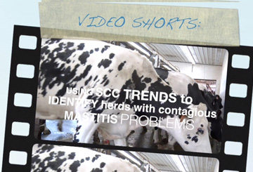 Using SCC Trends to Identify Herds with Contagious Mastitis Problems