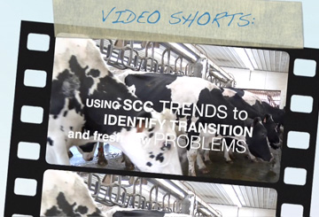 Using SCC Trends to Identify Transition and Fresh Cow Problems