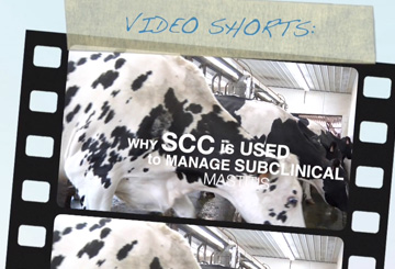 Why SCC is Used to Manage Subclinical Mastitis