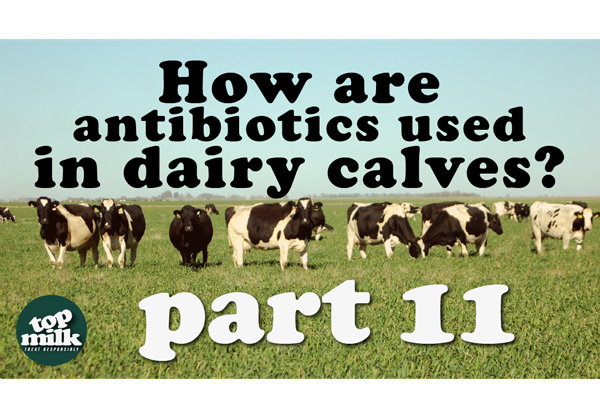 Part 11- How are antibiotics used in dairy calves