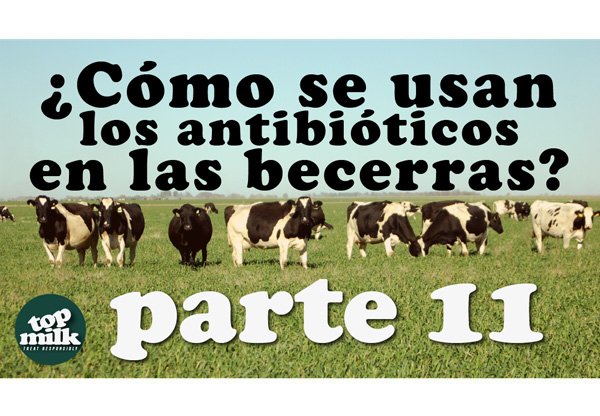  Parte 11- ?C?mo se usan los antibi?ticos en las becerras
