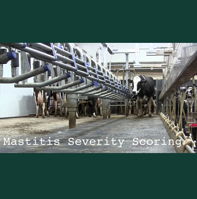 Cows in facilities