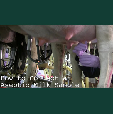 Milking cow