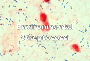 environmental streptococci title