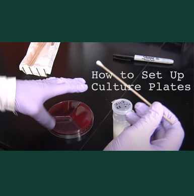 Holding petri dish