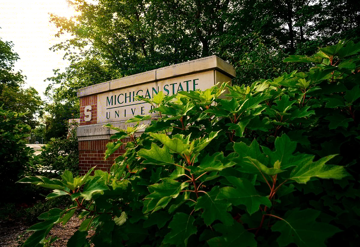 MSU campus sign with plant leaves covering sign