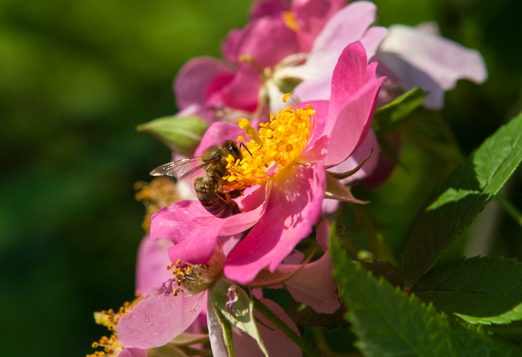 a flower with a bee