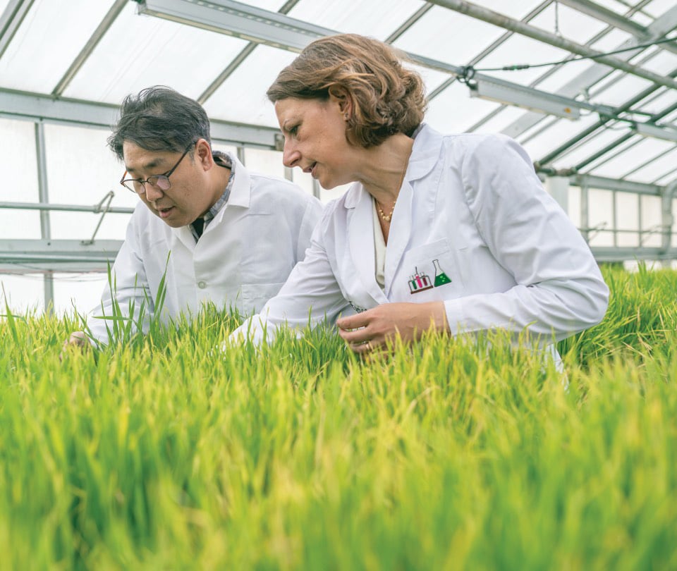 MSU researchers in greenhouse