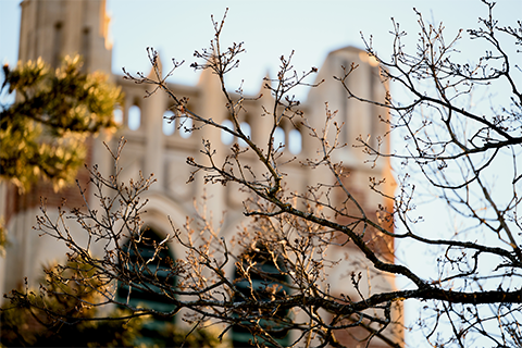 Budding tree branch in the foreground with the top of MSU's Beaumont tower in the background