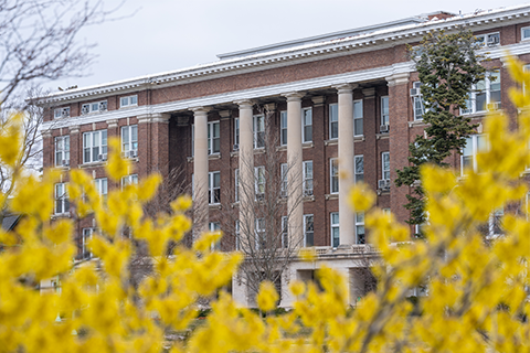 A tree covered in yellow fall leaves sits in the foreground with the MSU's Agricultural building in the background