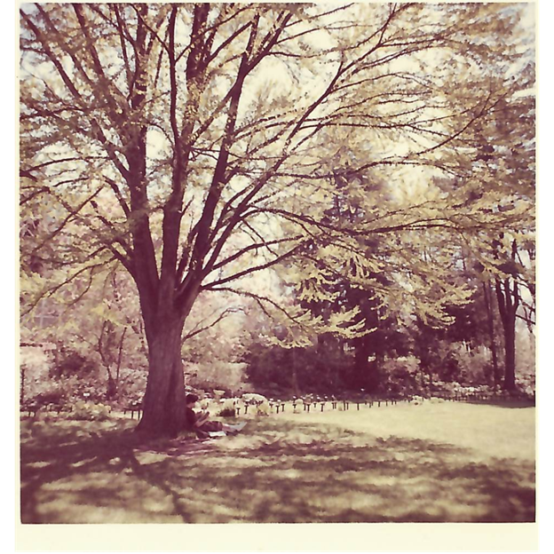 old photo of large tree with someone sitting beneath it