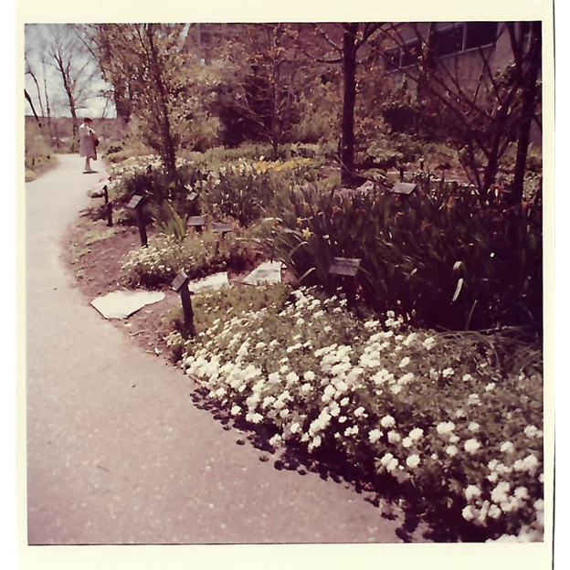 sepia tone photo of flower bed with white blooms