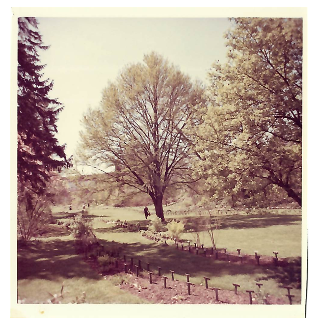 sepia tone photo of the botanical garden