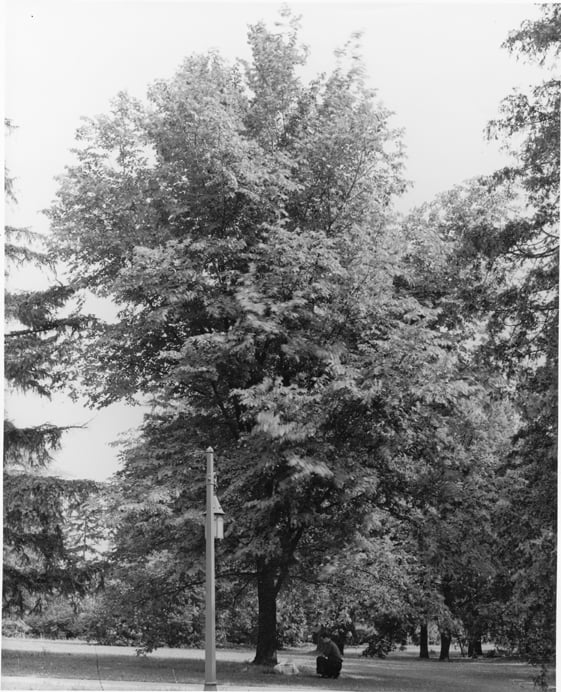 A student kneels to read the Huntington Elm plaque that was presented by the Forestry Club to dedicate President Roosevelt's planting of the tree during his visit to M.A.C. during the 50th Anniversary Celebration in 1907.   Note: This photo must have been taken before 1945 when the tree was moved from its original location to the south side of West Circle Drive. The lamp post in the photo is found on the north side of West Circle Drive, not the south side.