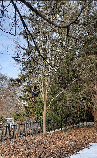Chinese Ash