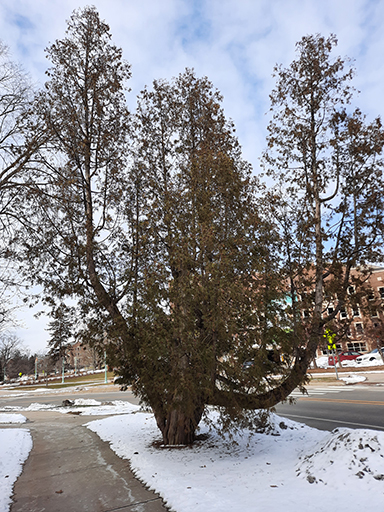 White cedars