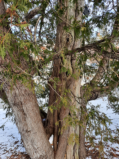 White cedars