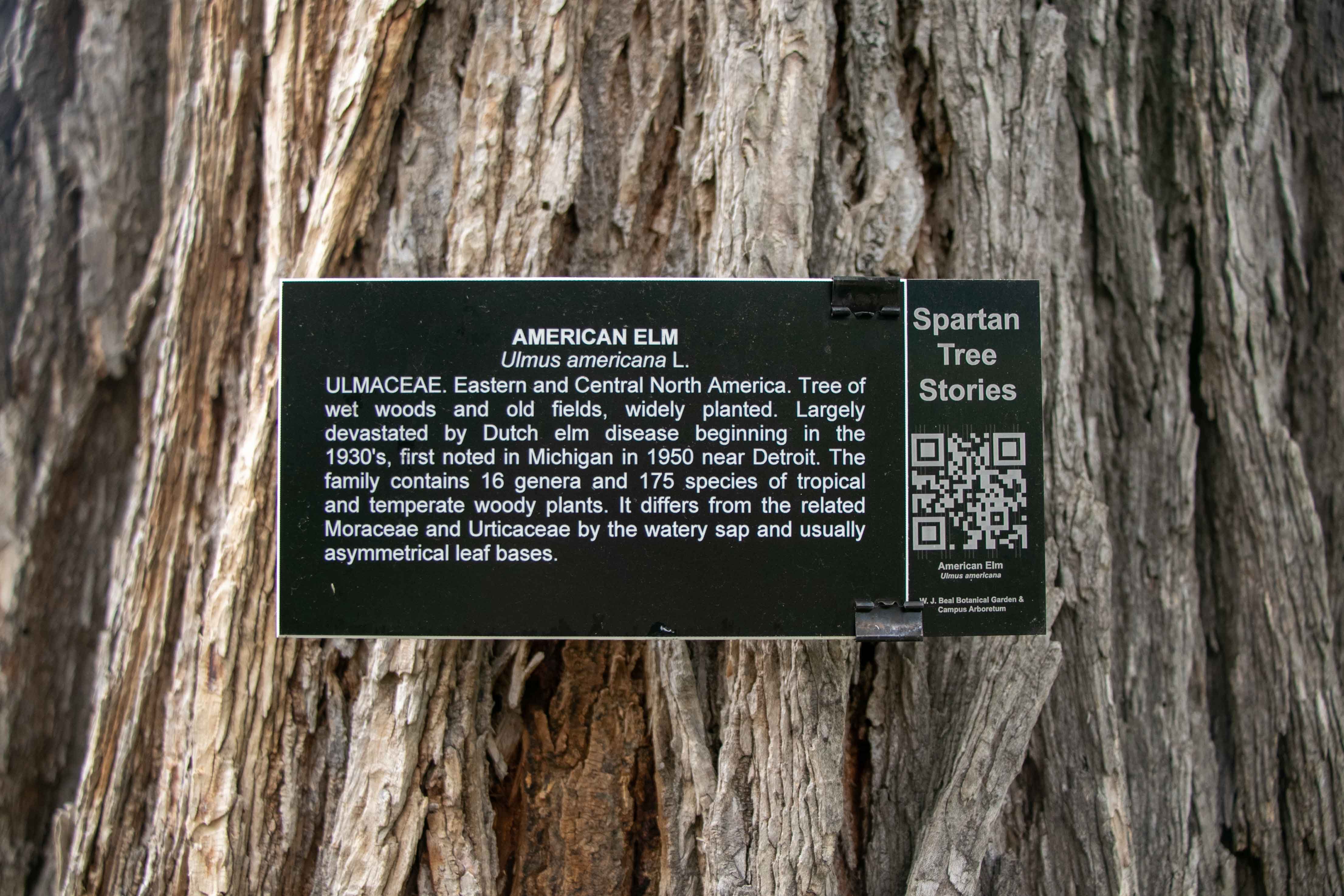 American Elm