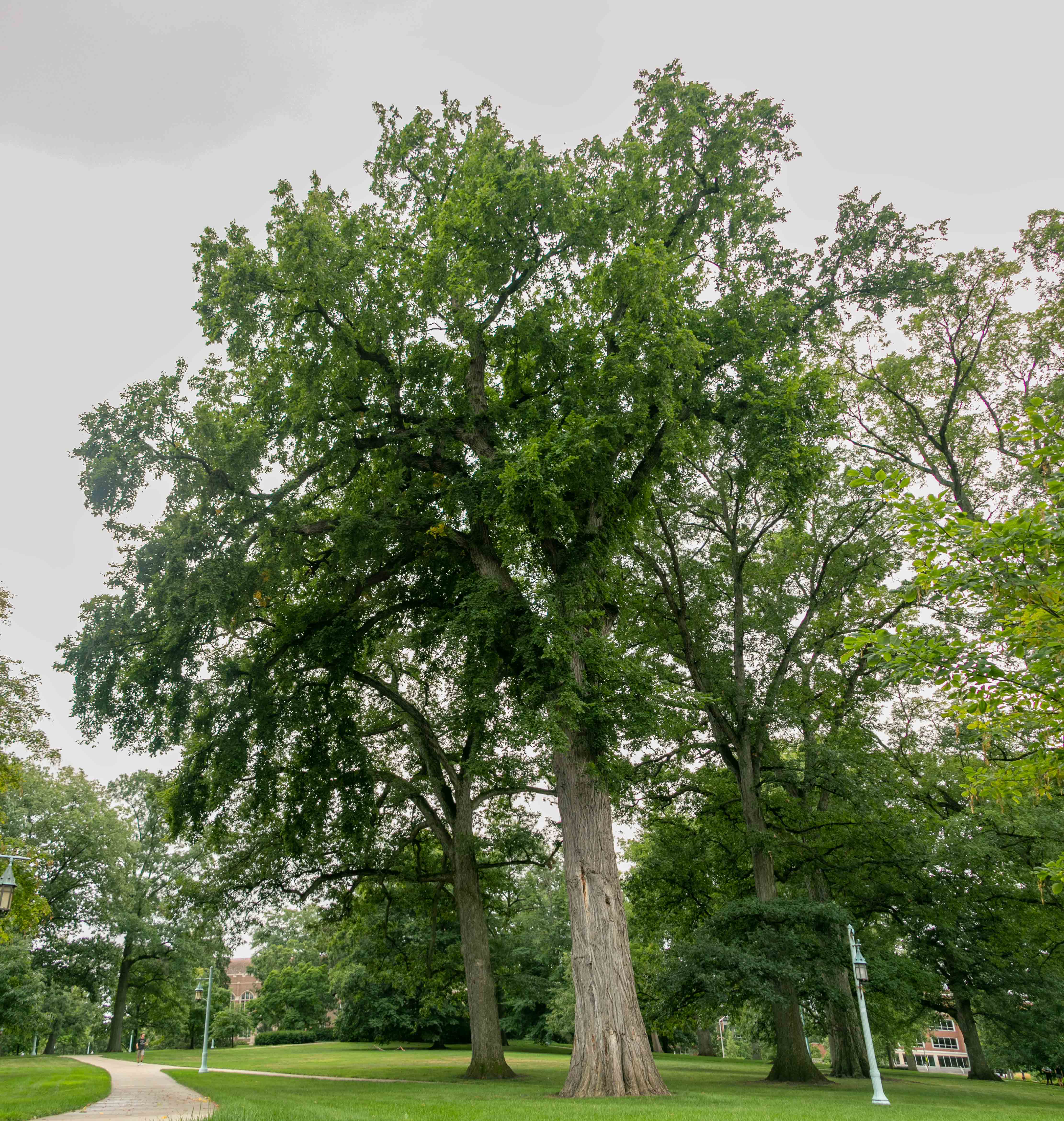 American Elm