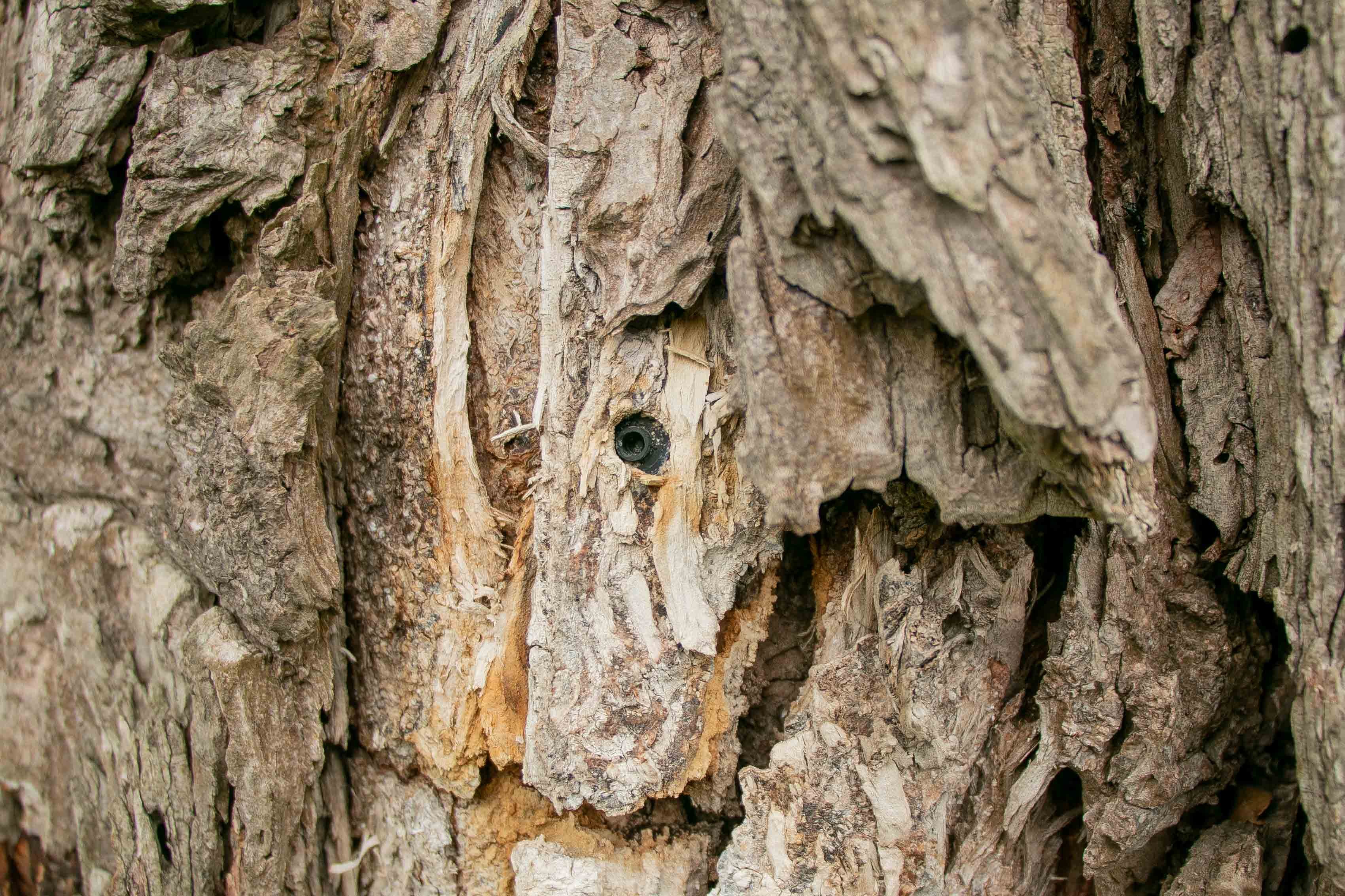 American Elm