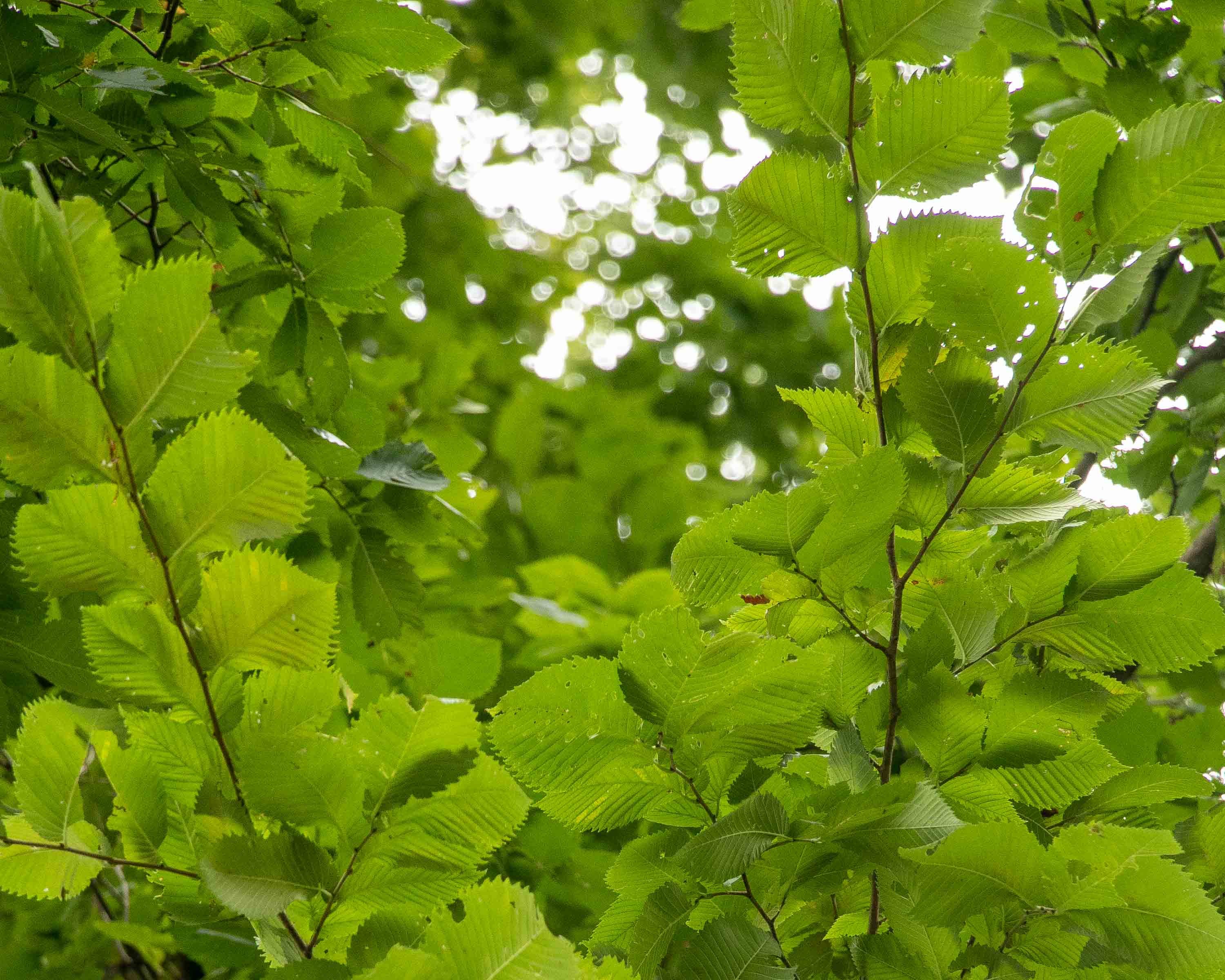 American Elm