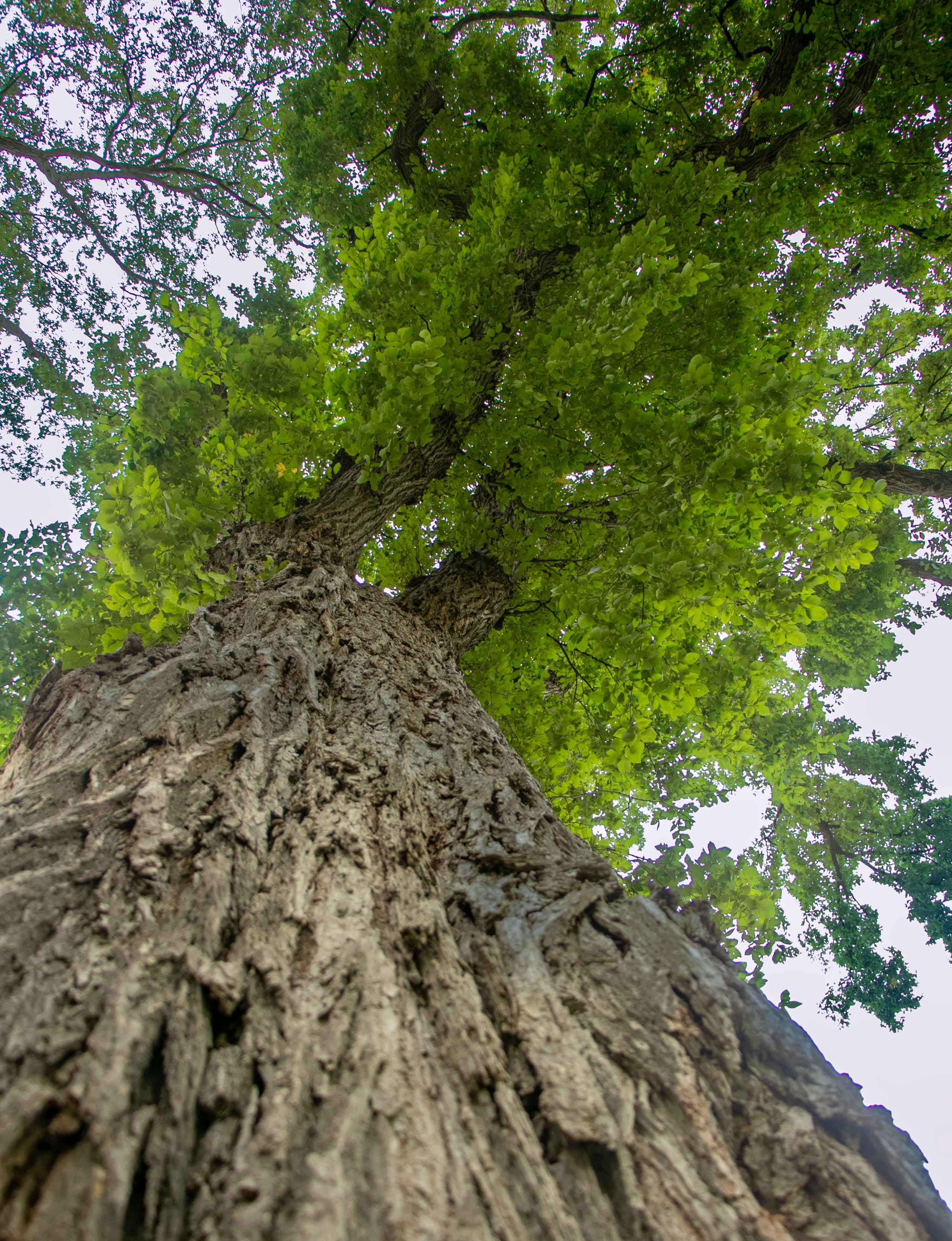American Elm