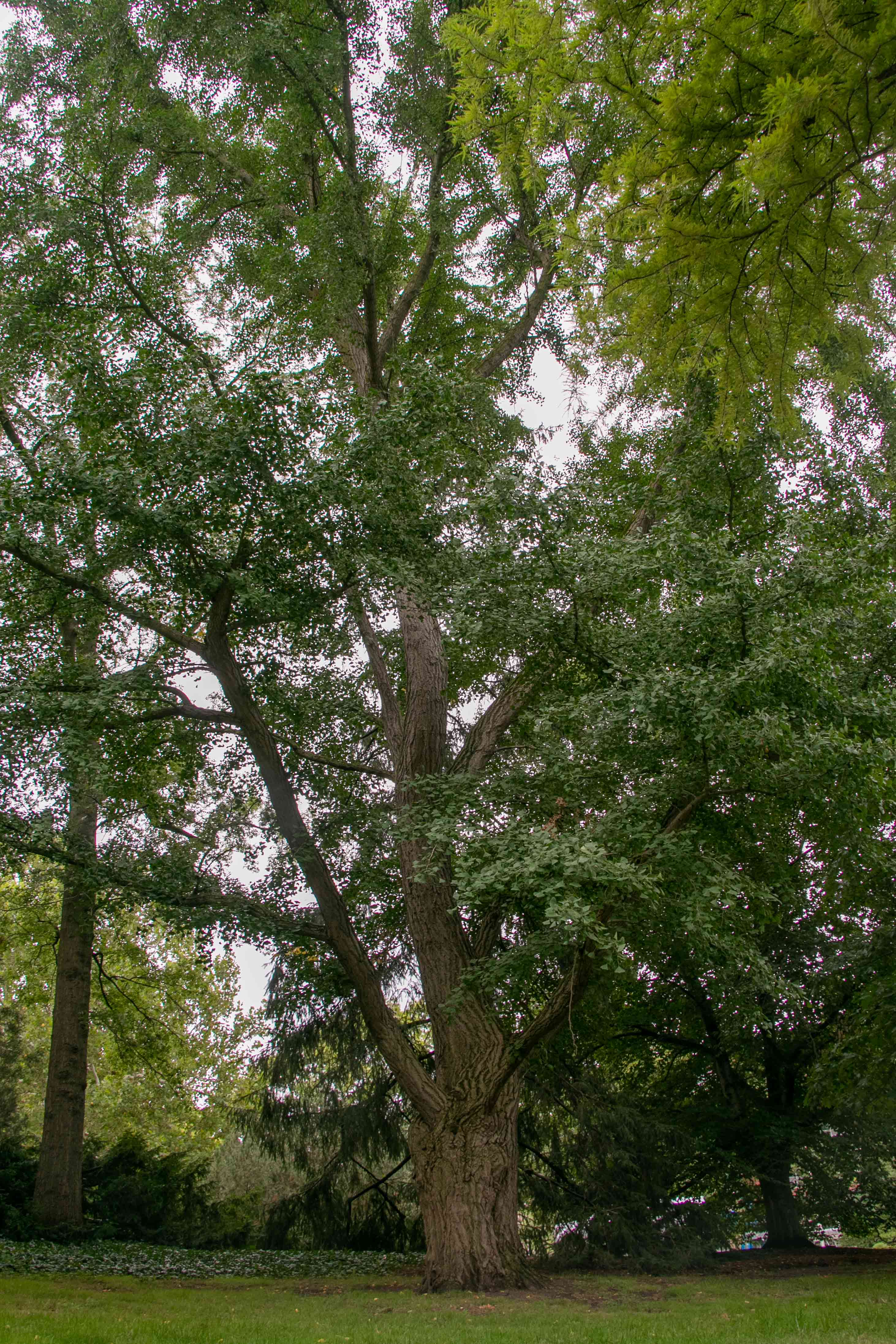 The Asa Gray Ginkgo tree