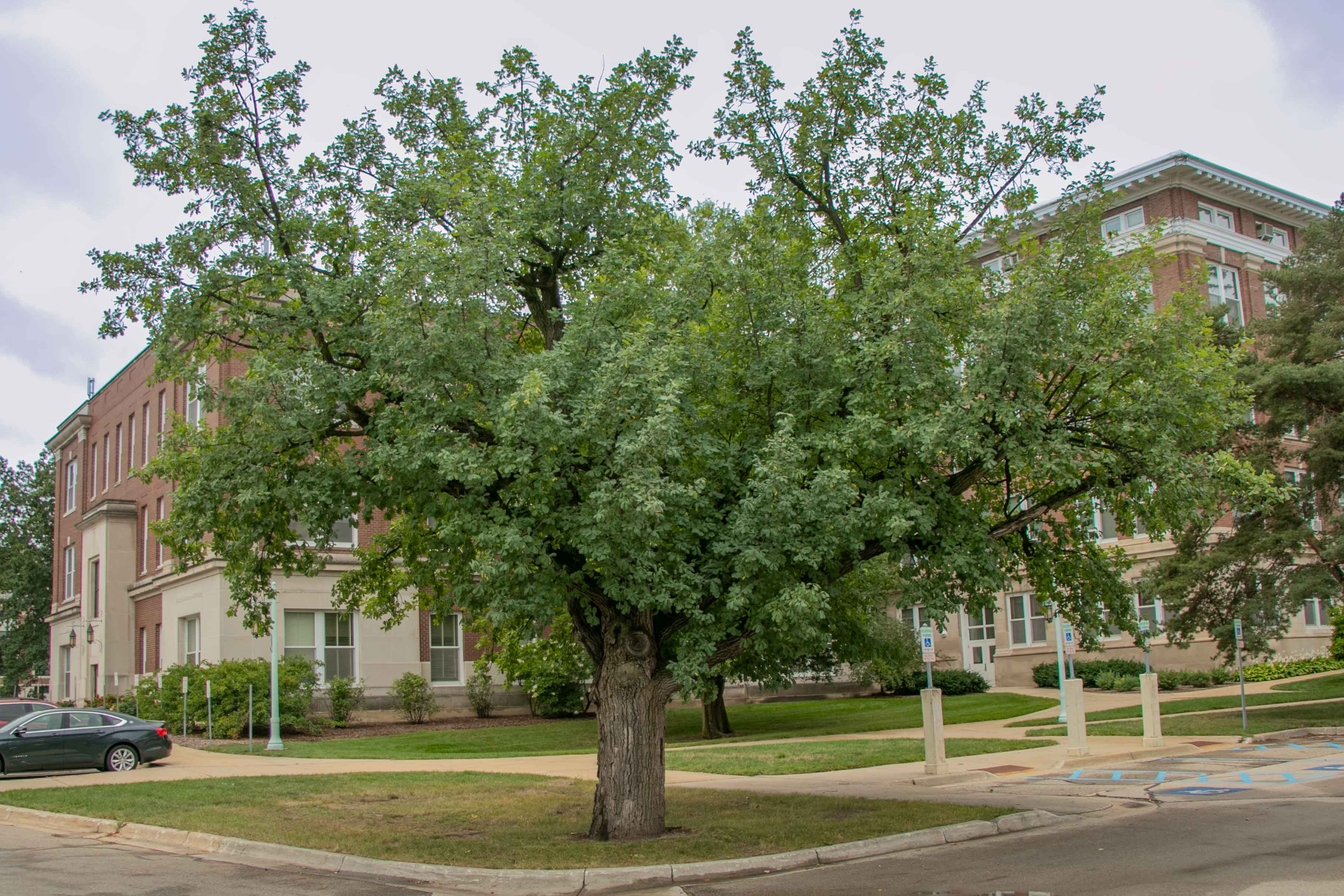 Sherwood Forest English Oak